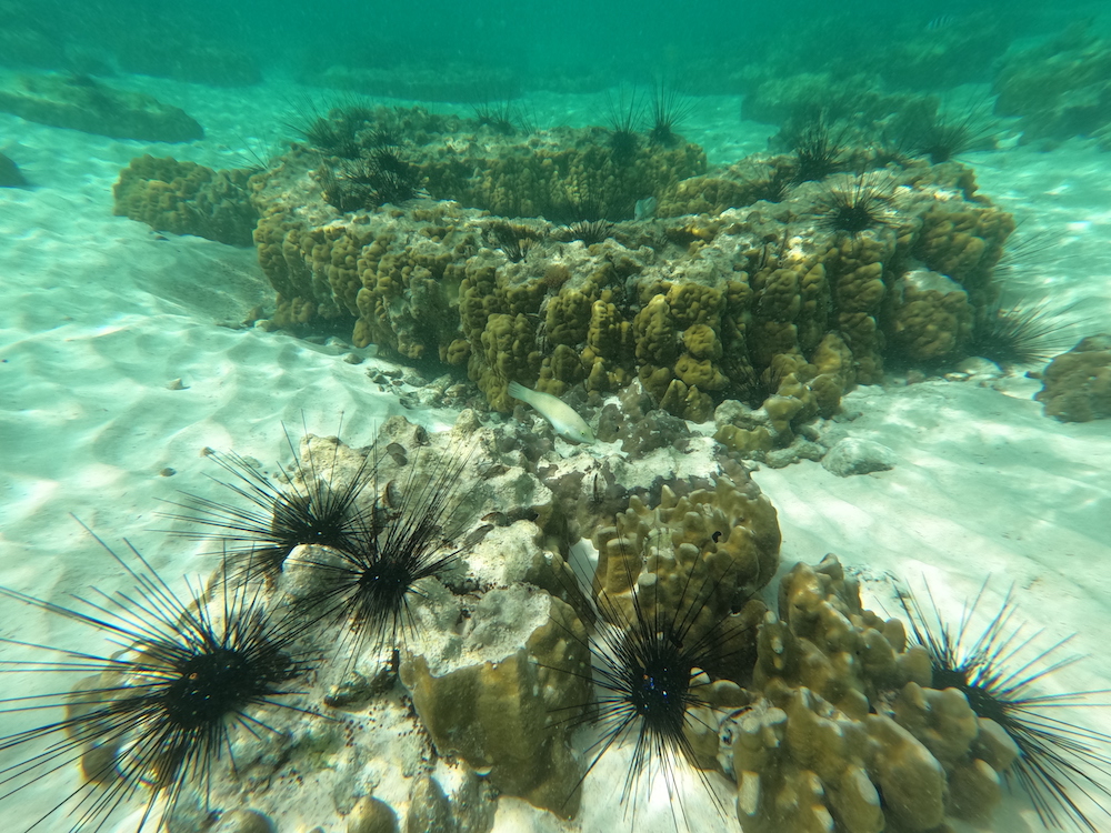 Sea Urchins Pattaya Thailand