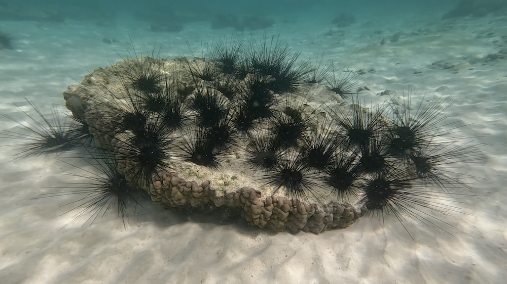 How to treat a sea urchin sting if on a boat